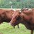 Bilder 2016 - Besuch beim Biobauern