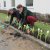 Bilder 2017 - Wettbewerbs AG Tulpen pflanzen