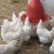 Bilder 2018 - Forschungsgut Ruthe